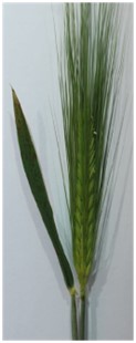 Epigenetic_basis_of_flowering_time_in_grasses_2