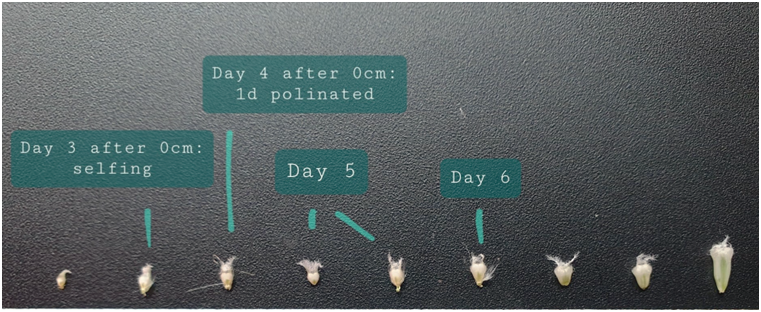 Epigenetic_basis_of_flowering_time_in_grasses