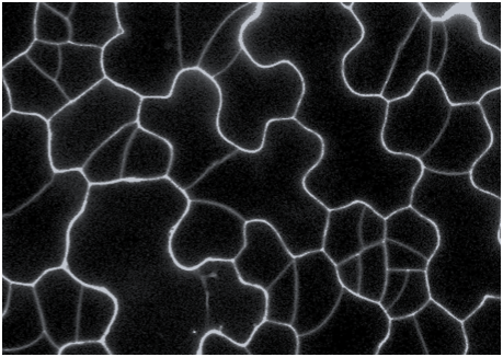 Acquisition_of_a_new_cell_fate_during_asymmetric_cell_division_2