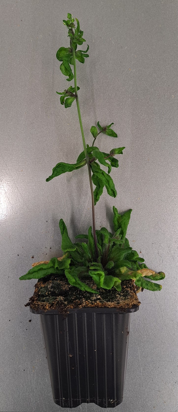 Non_canonical_functions_of_polycomb_group_proteins