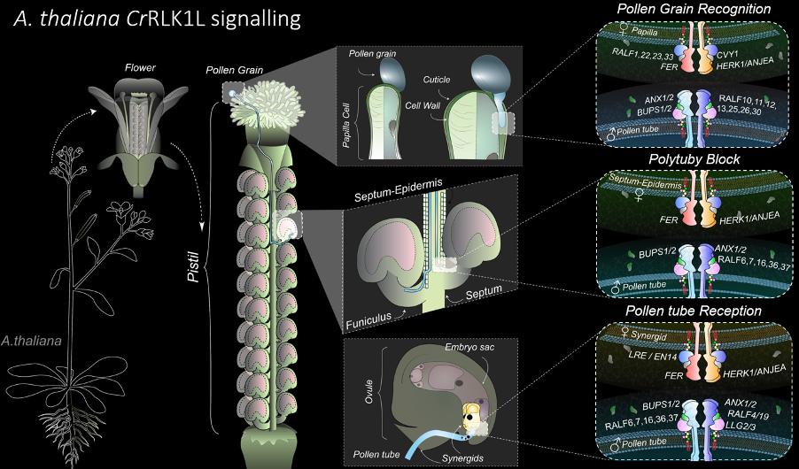 cell-cell_2