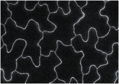 Acquisition_of_a_new_cell_fate_during_asymmetric_cell_division
