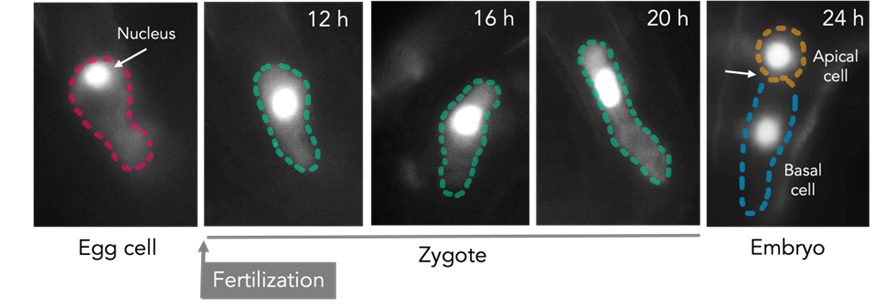 Regulatin_of_the_cell_division_cycle_during_plant_reproduction