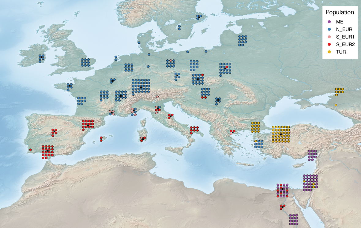 Population structure of Bgt in Europe