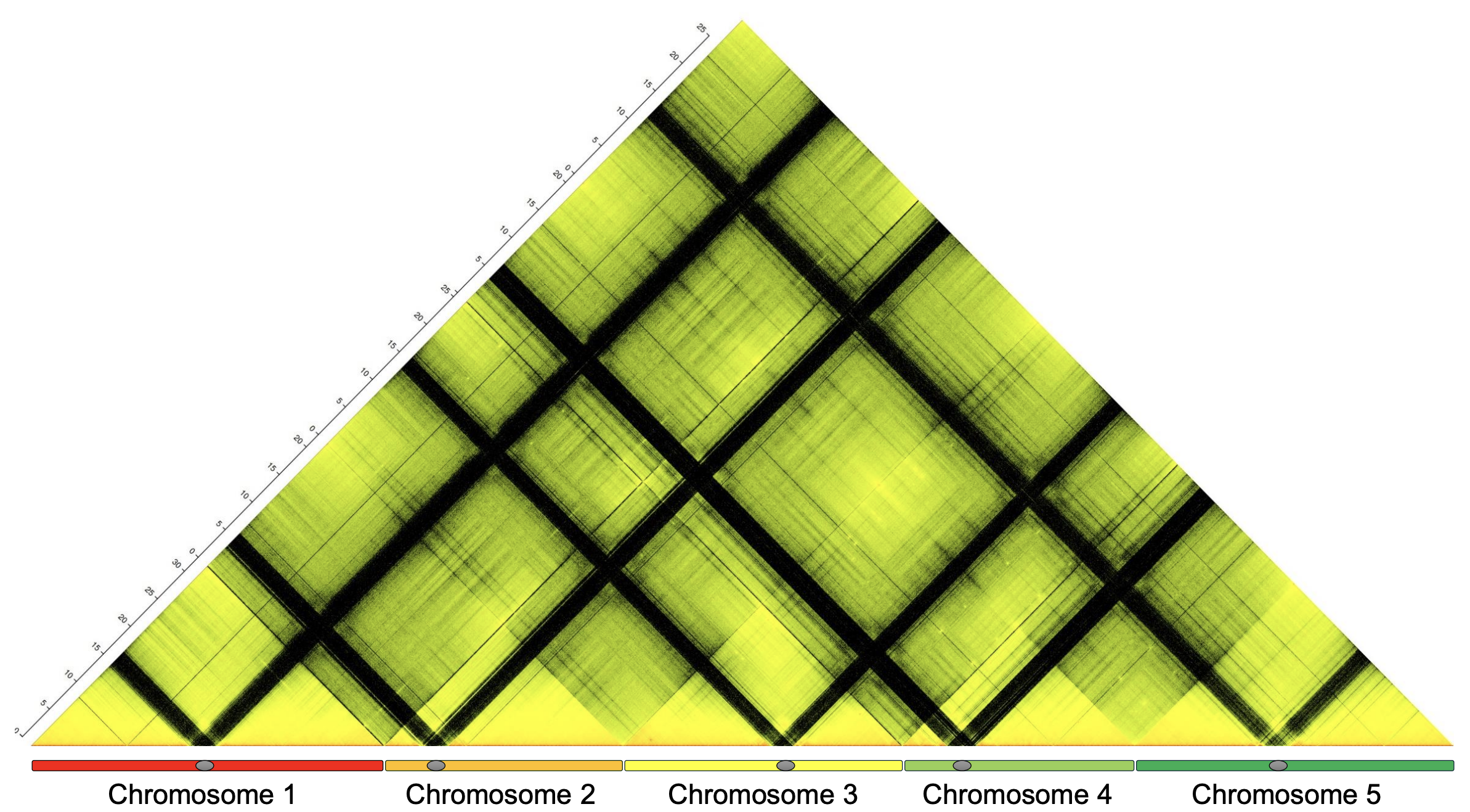 chromosome