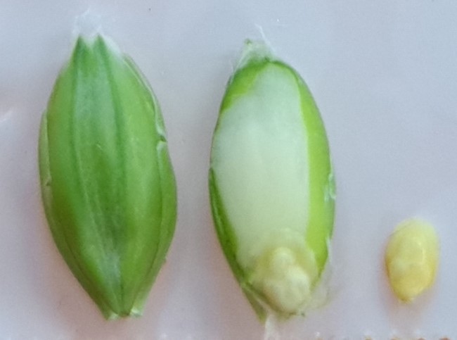 Thermotolerance_in_cereals