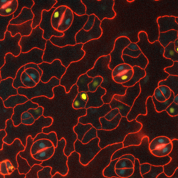 acquisition_of_cell_fate_during_embryogenesis